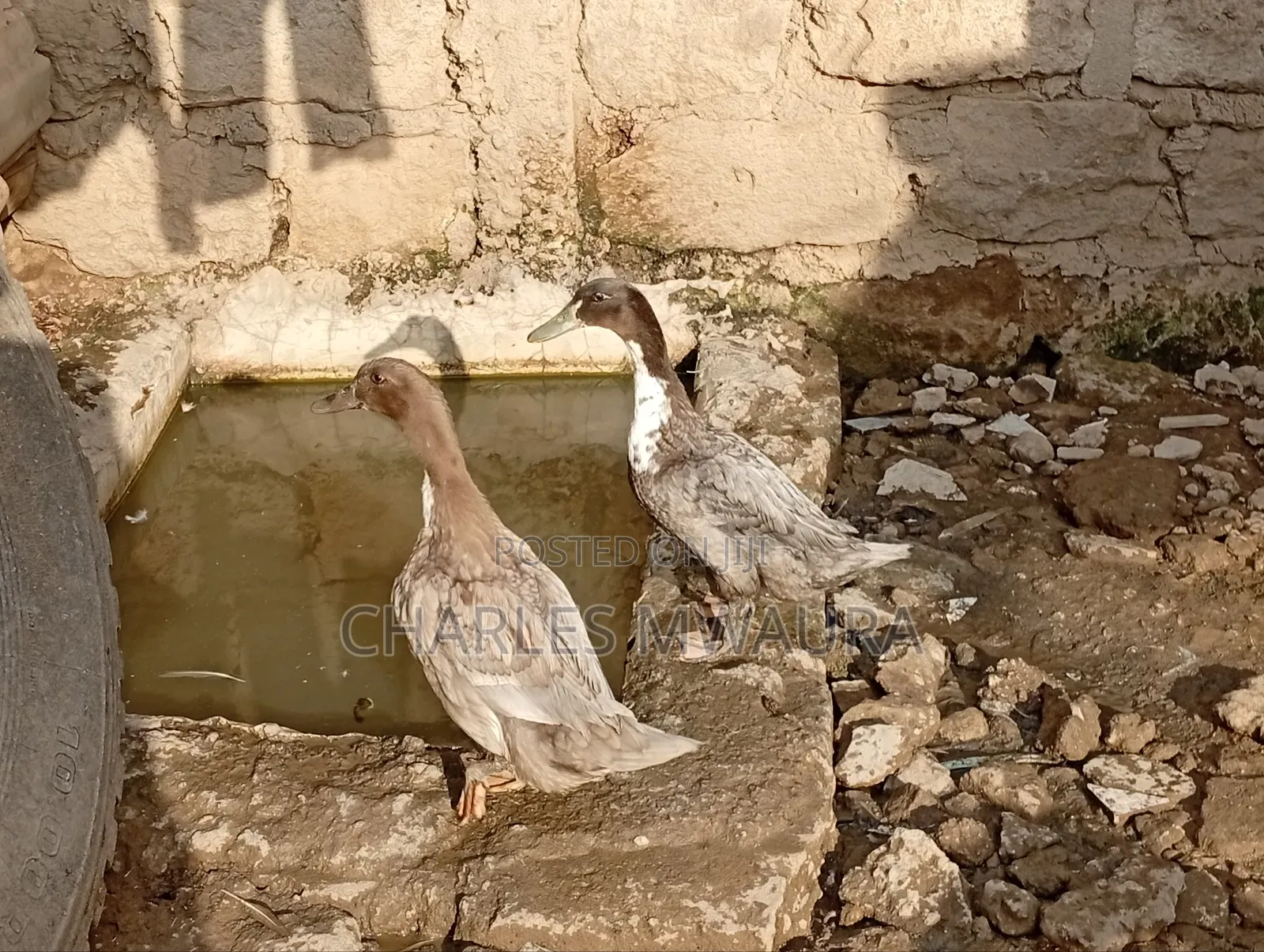 Exotic Ducks