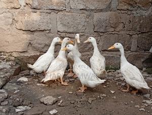 Ducks and Ducklings - thumbnail 2