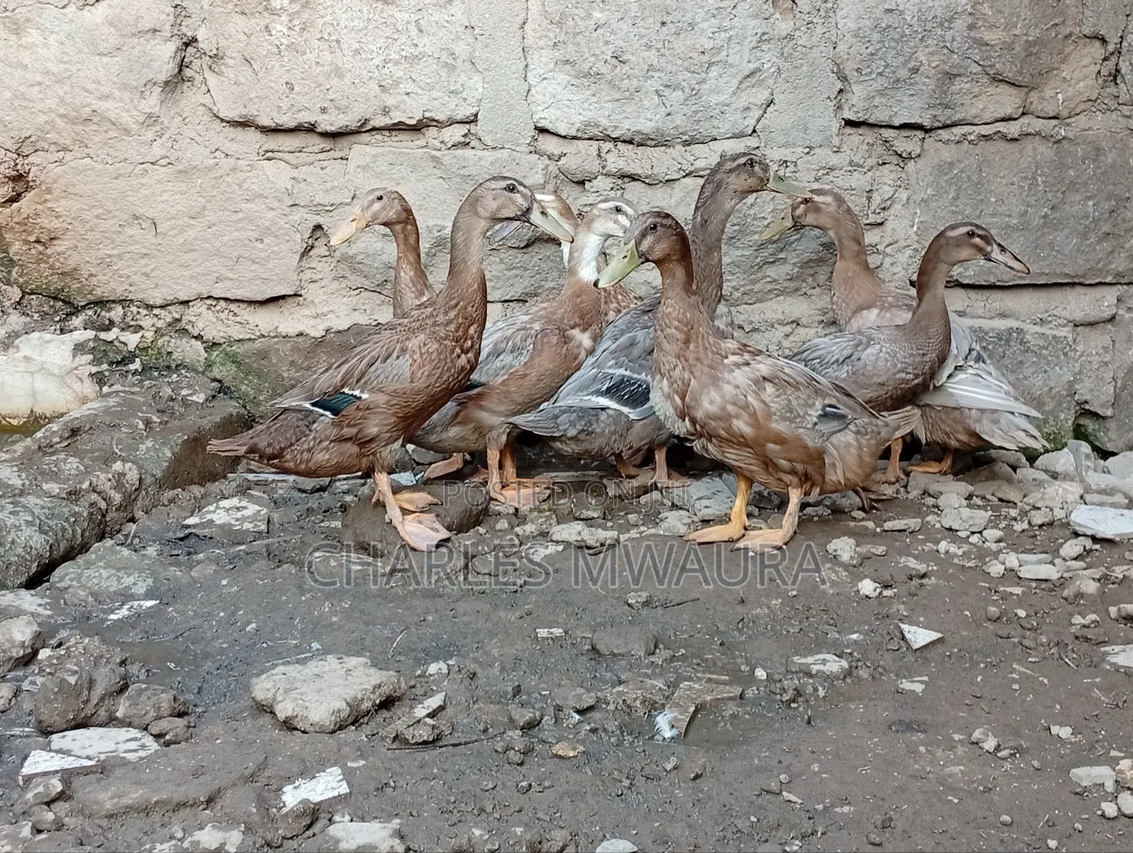 Exotic Ducks