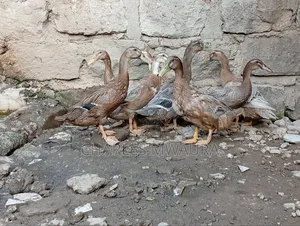 Exotic Ducks