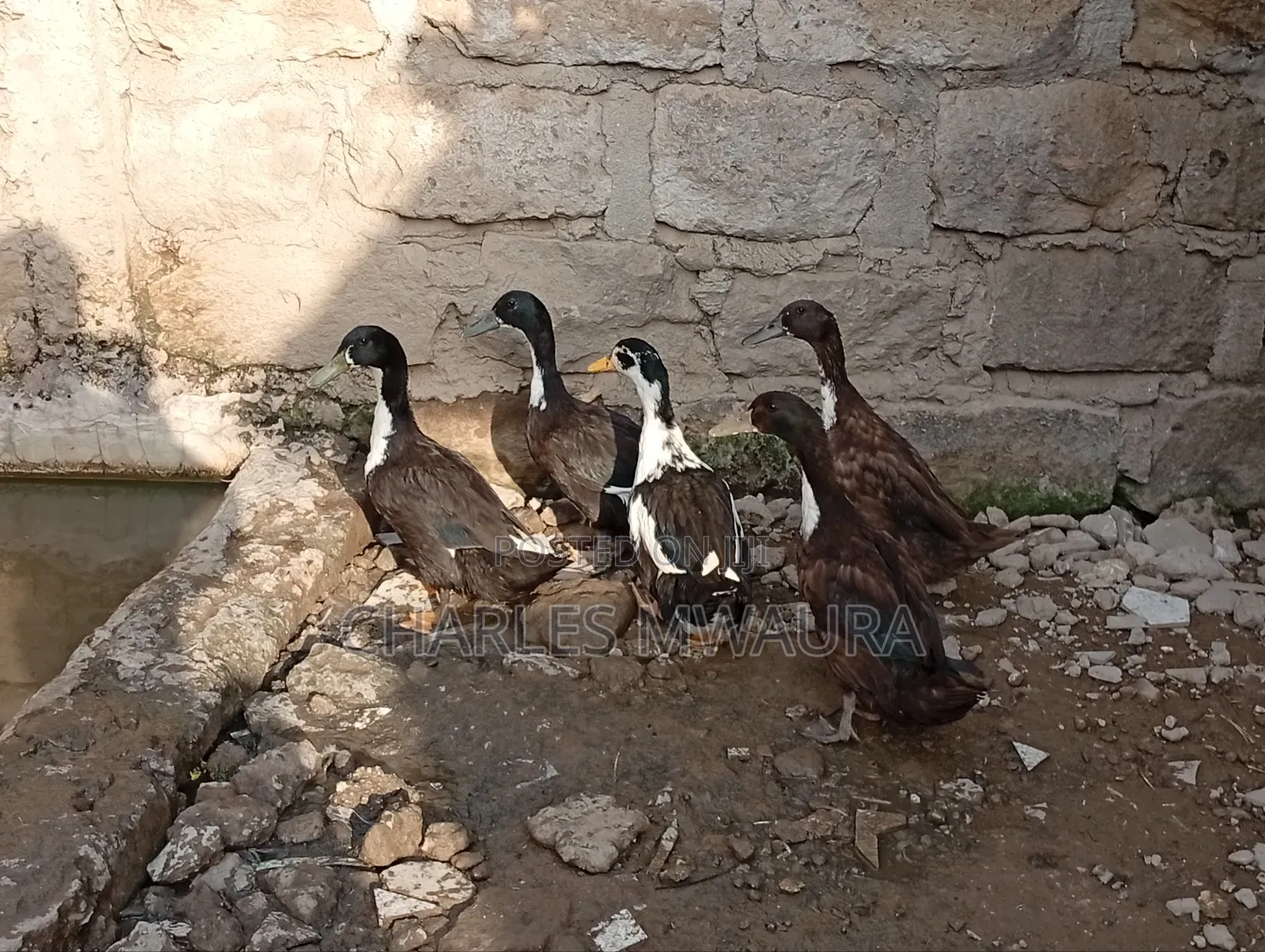 Exotic Ducks