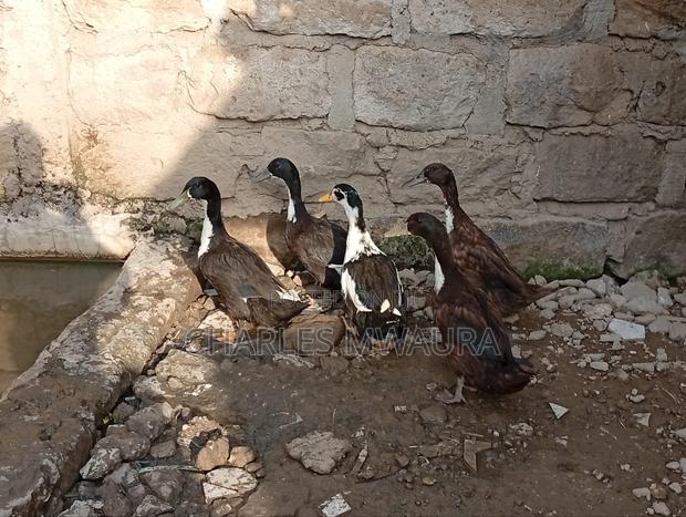 Ducks and Ducklings - thumbnail 7