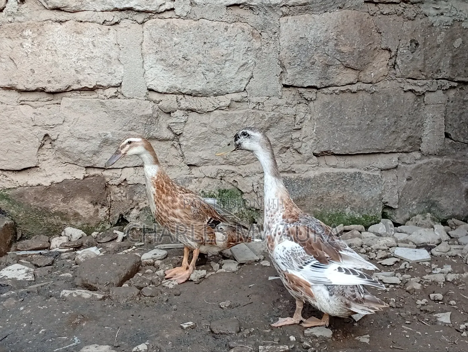 Exotic Ducks