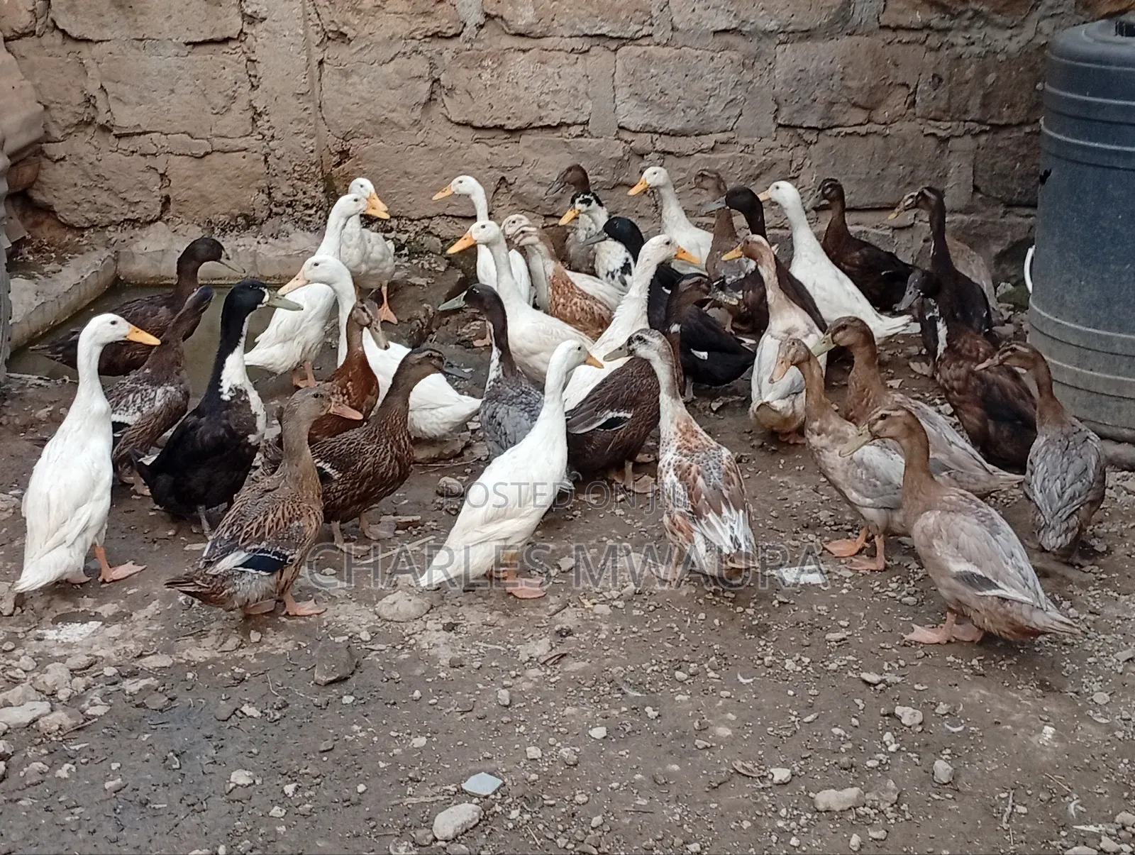 Exotic Ducks