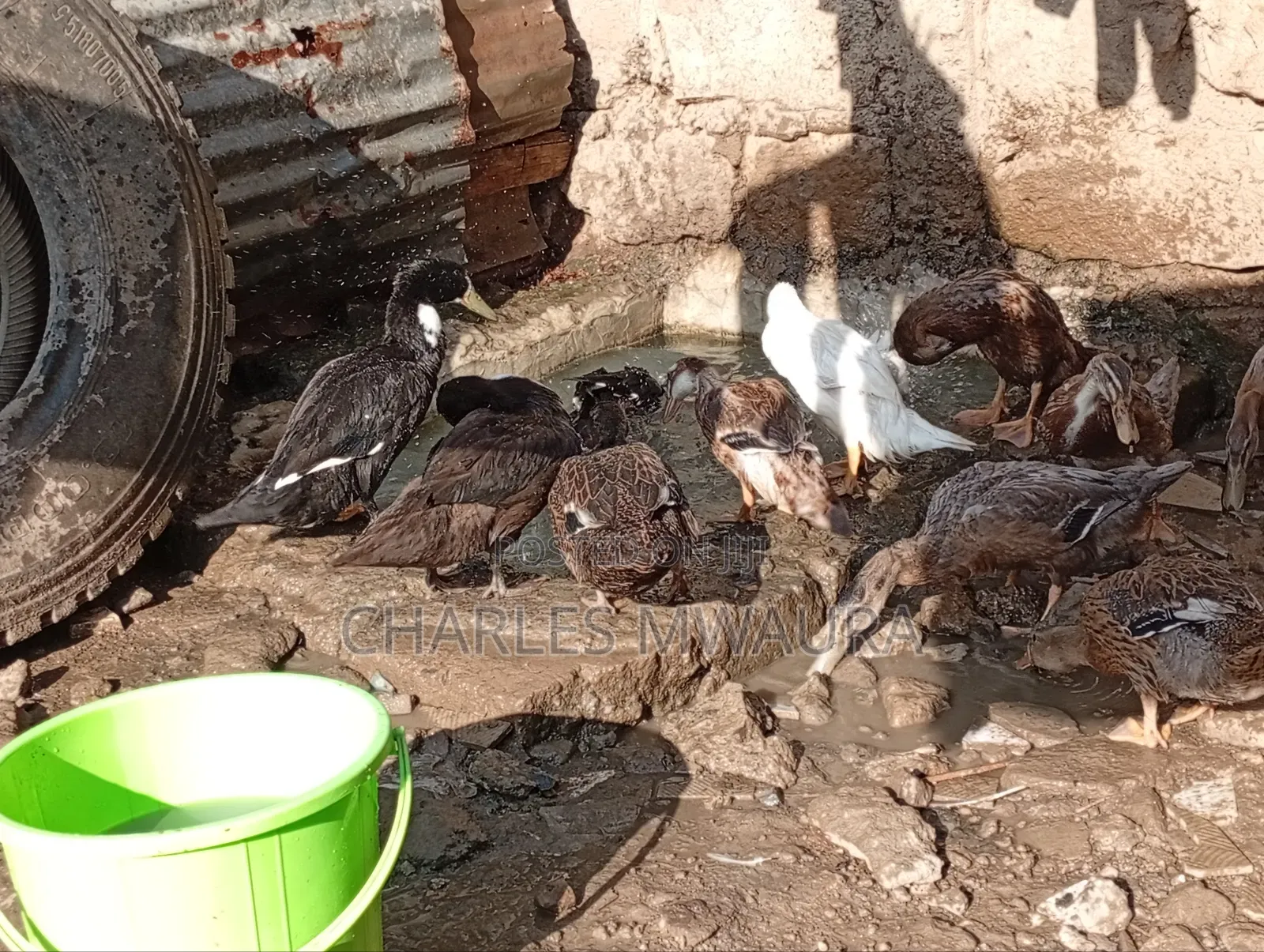 Exotic Ducks