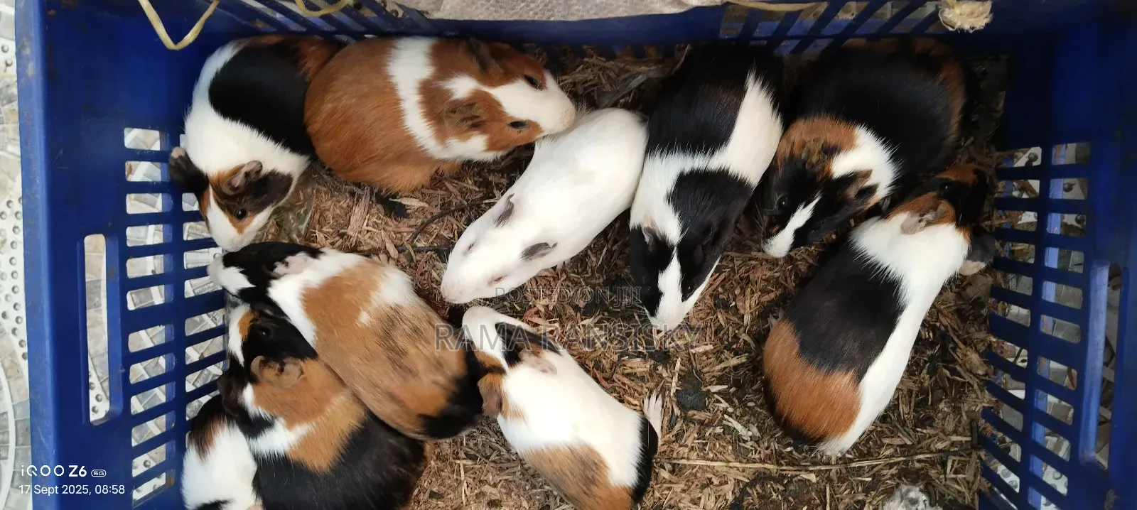 Hamster Pets