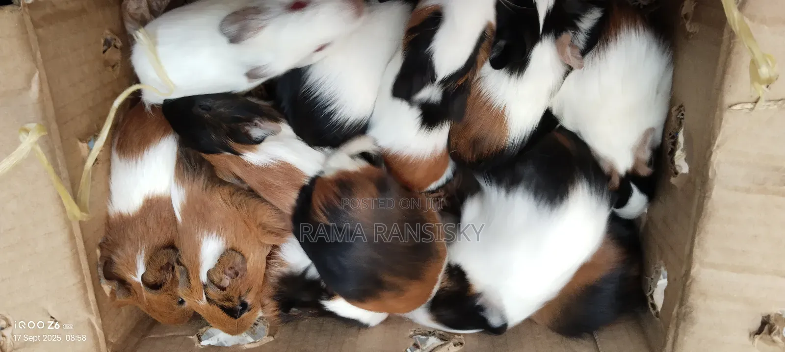 Beautiful Guinie Pigs