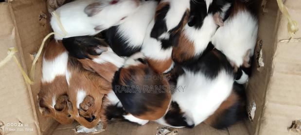 Beautiful Guinie Pigs