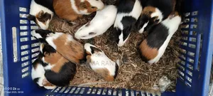 Beautiful Guinie Pigs