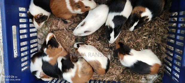 Beautiful Guinie Pigs - thumbnail 3