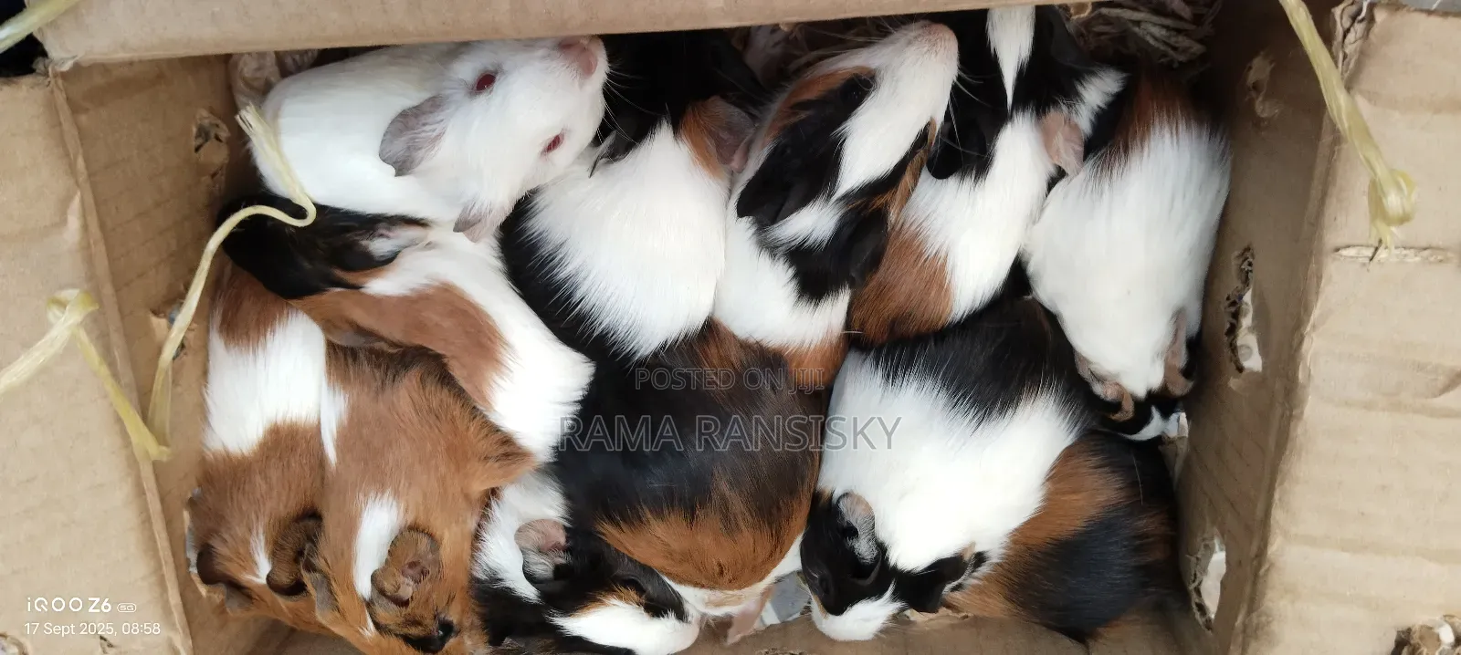 Beautiful Guinie Pigs