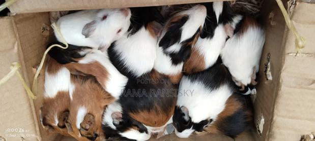 Beautiful Guinie Pigs - thumbnail 4