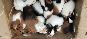 Beautiful Guinie Pigs