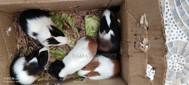 Beautiful Guinie Pigs - thumbnail 6