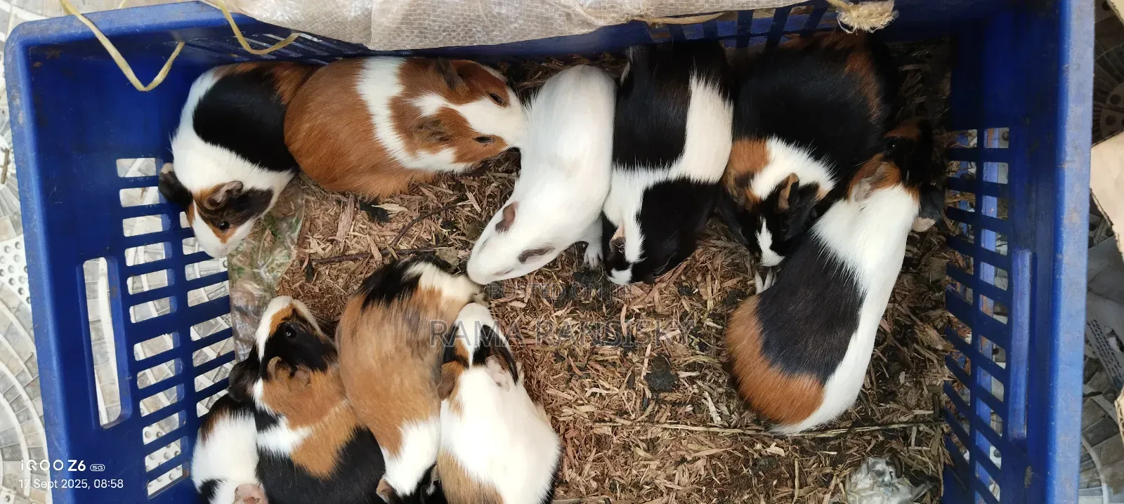 Beautiful Guinie Pigs