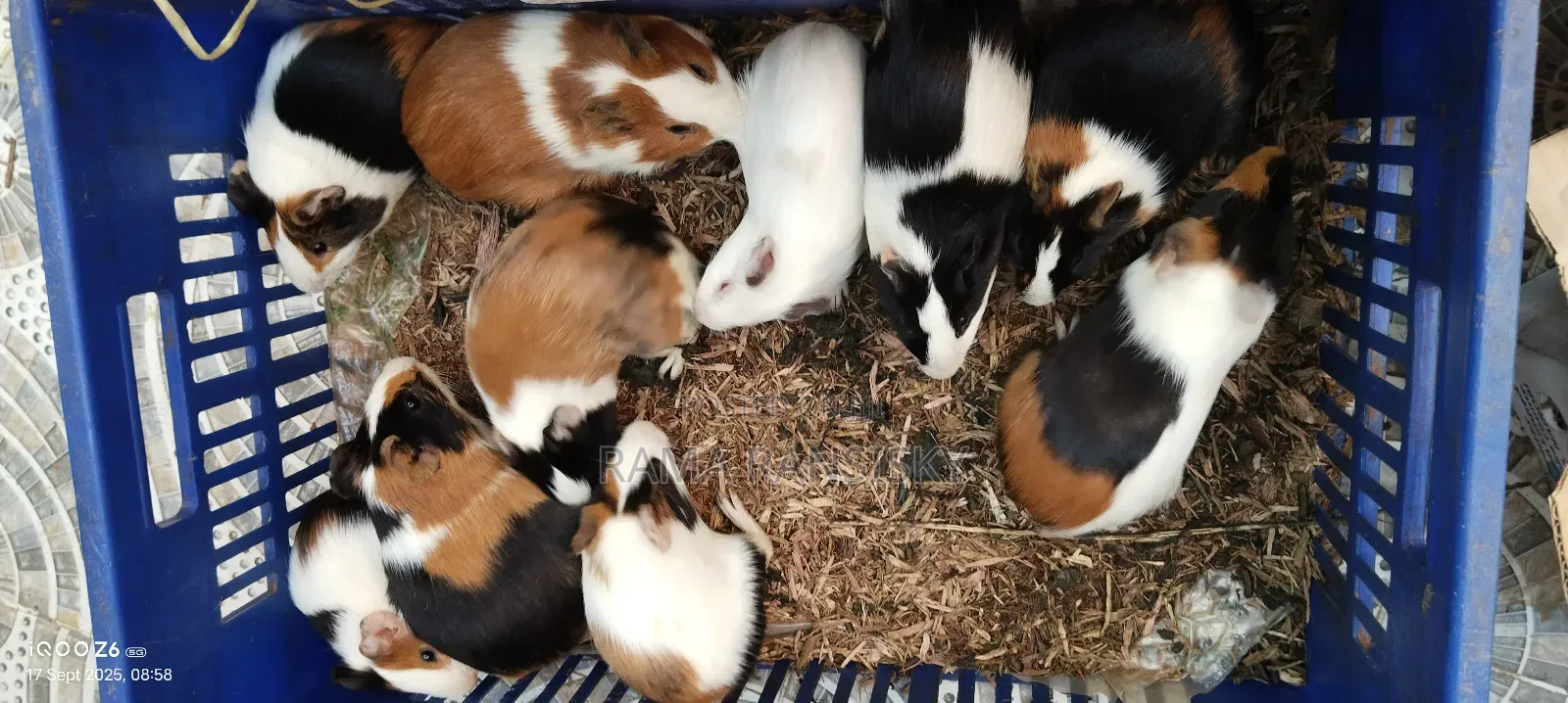 Beautiful Guinie Pigs
