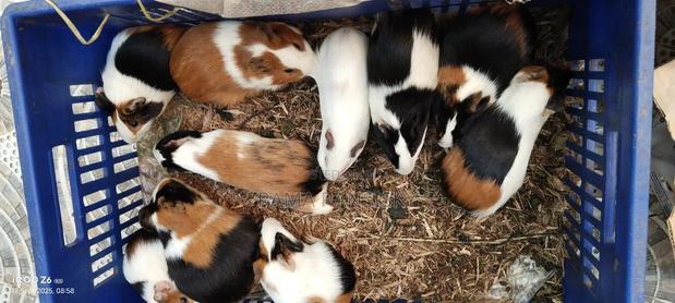 Beautiful Guinie Pigs - thumbnail 9