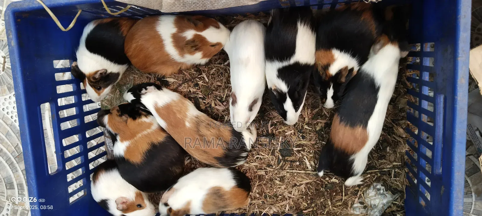 Beautiful Guinie Pigs