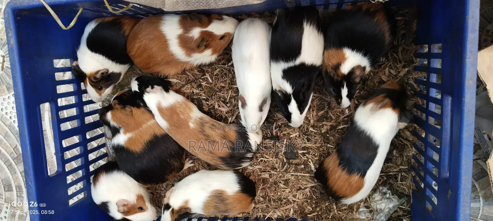 Beautiful Guinie Pigs