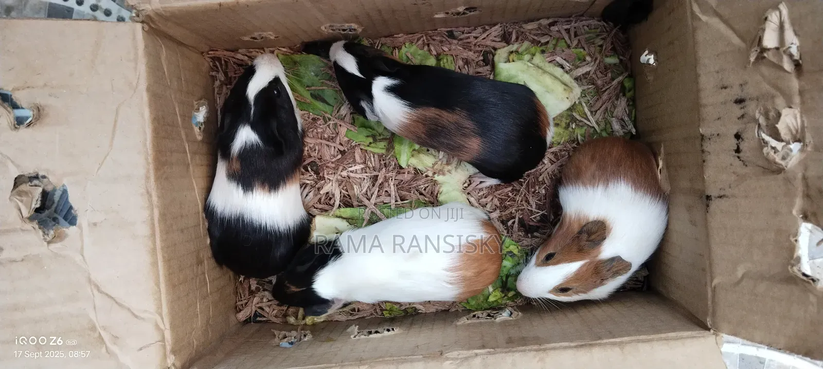 Beautiful Guinie Pigs