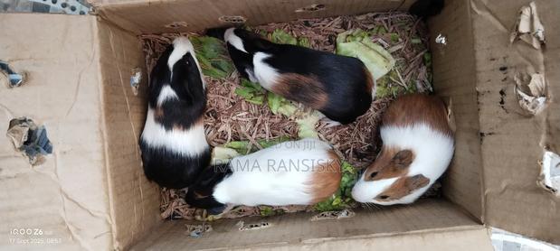 Beautiful Guinie Pigs - thumbnail 12