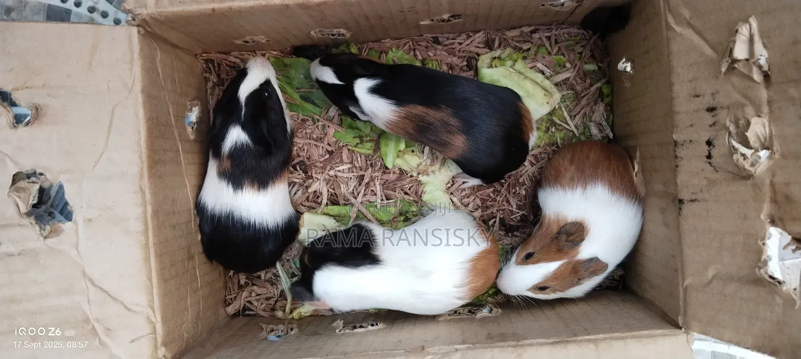 Beautiful Guinie Pigs