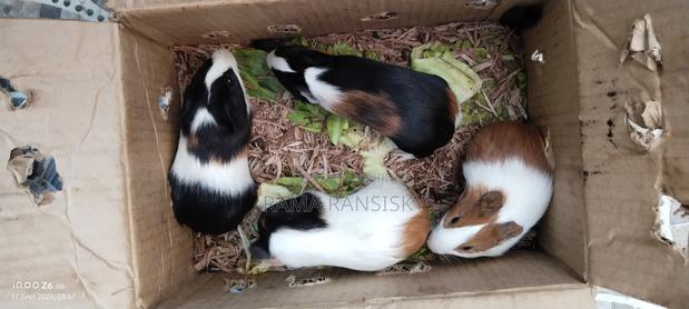 Beautiful Guinie Pigs - thumbnail 13