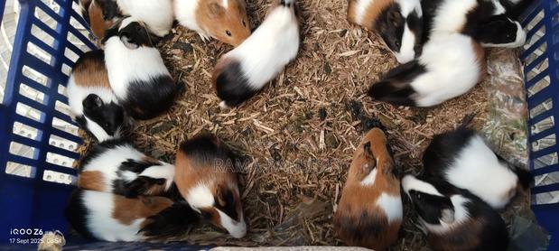 Beautiful Guinie Pigs - thumbnail 14