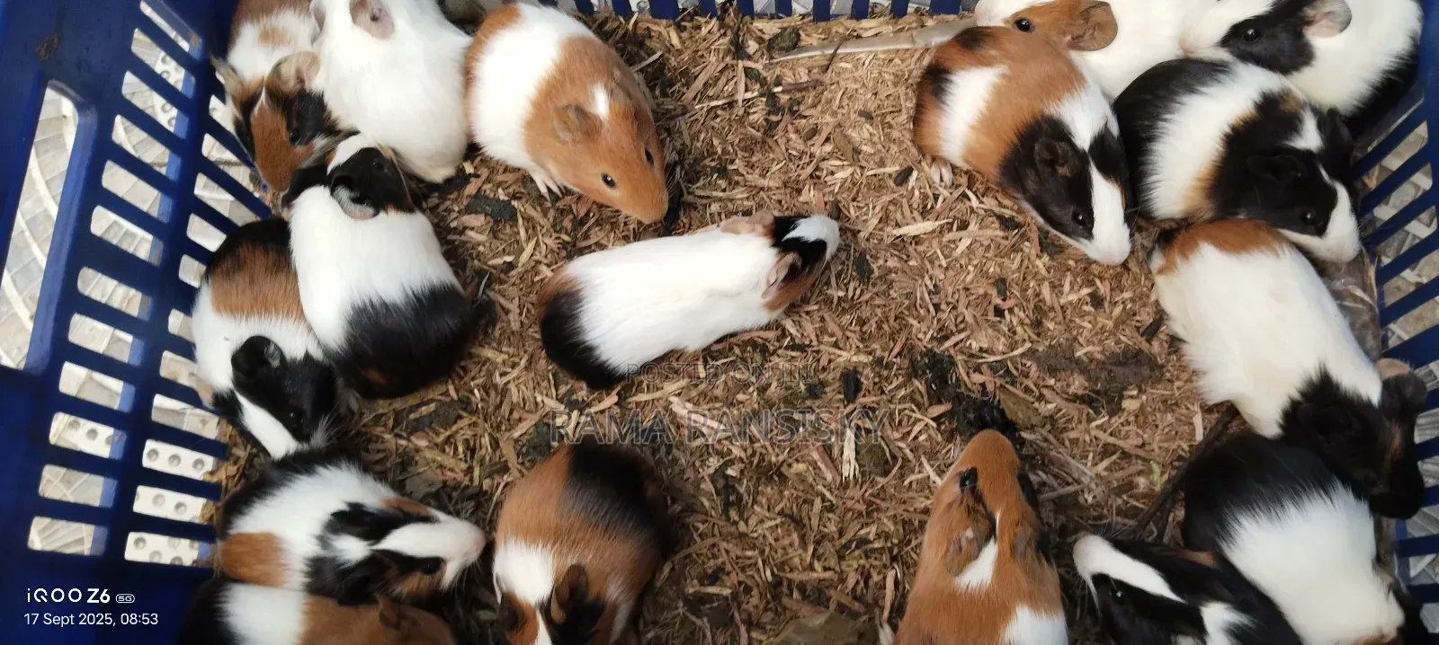 Beautiful Guinie Pigs