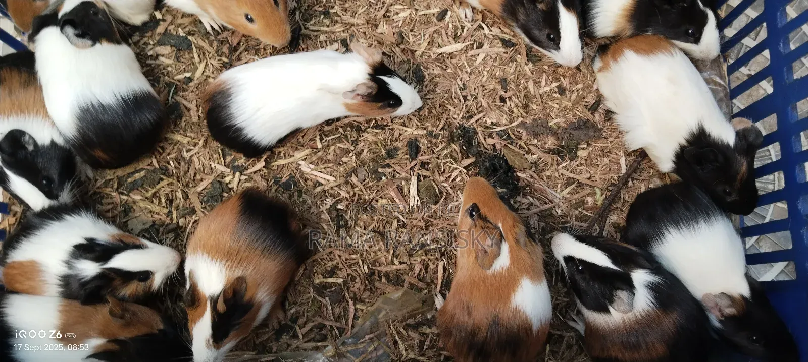 Beautiful Guinie Pigs