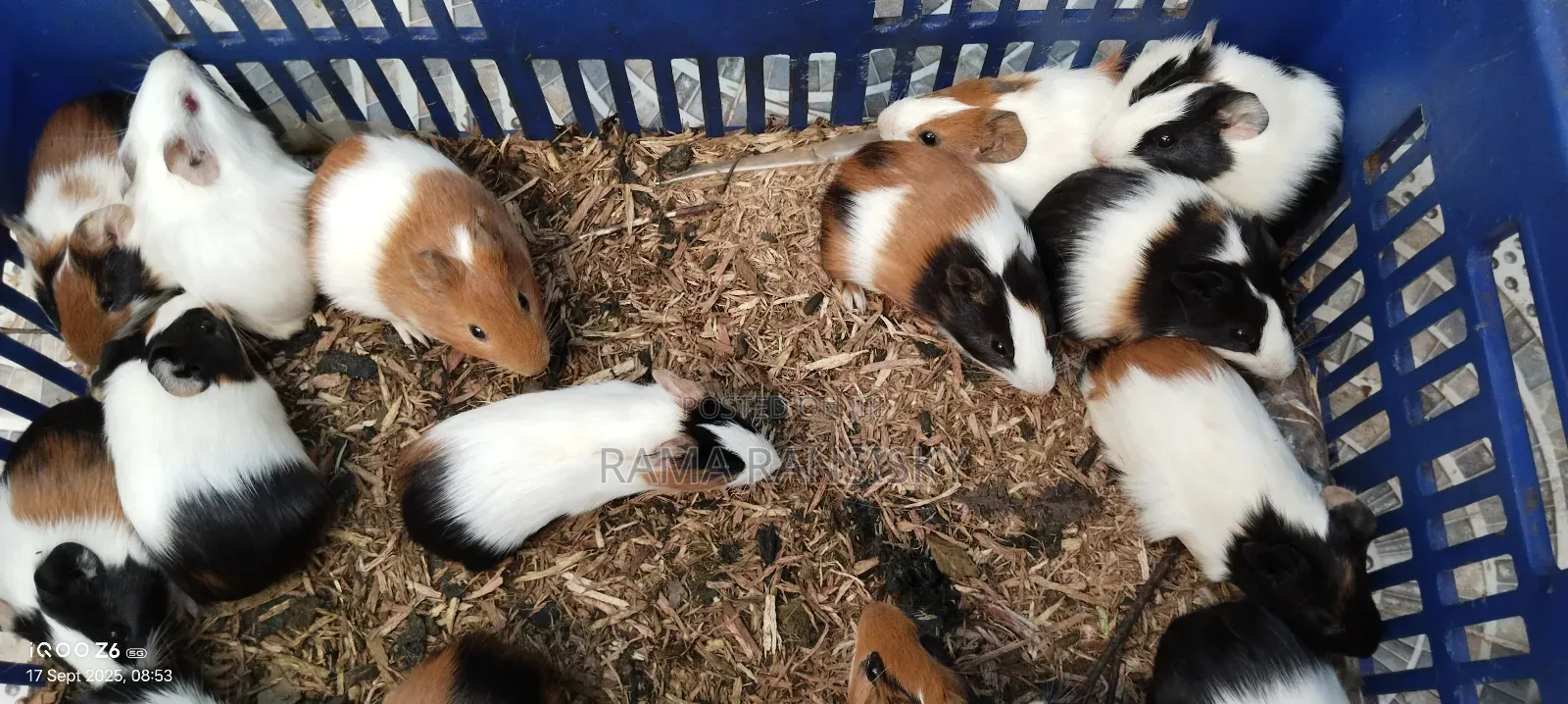 Beautiful Guinie Pigs