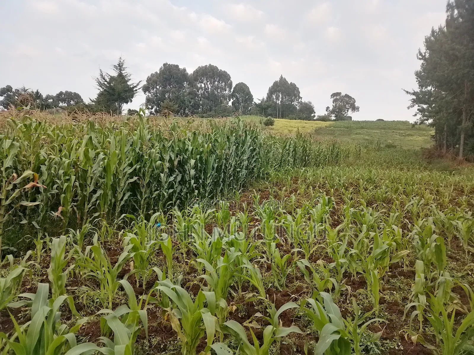 1 Acre of Land for Sale