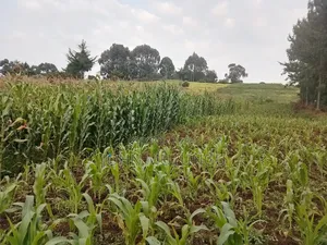 1 Acre of Land for Sale
