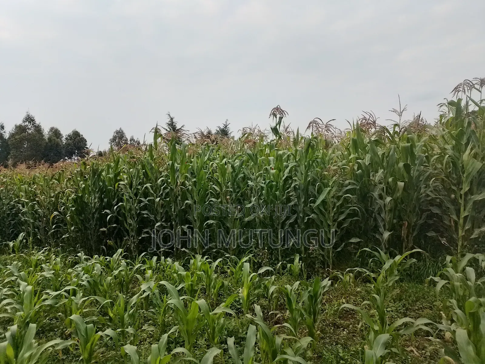 1 Acre of Land for Sale