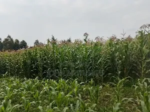 1 Acre of Land for Sale