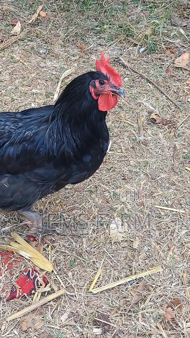 Point of Lay Mature Black Australop Chicken Cocks and Hens