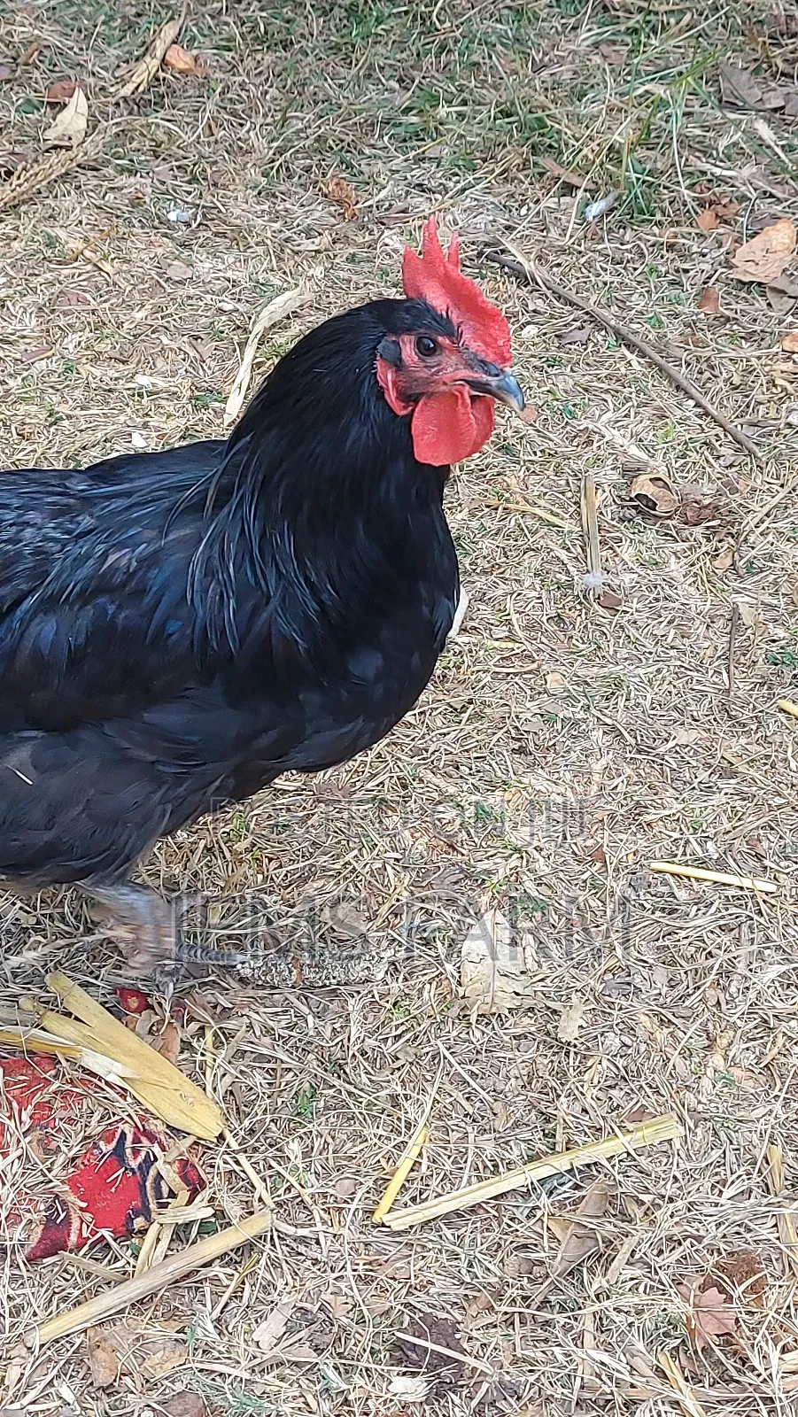 Point of Lay Mature Black Australop Chicken Cocks and Hens