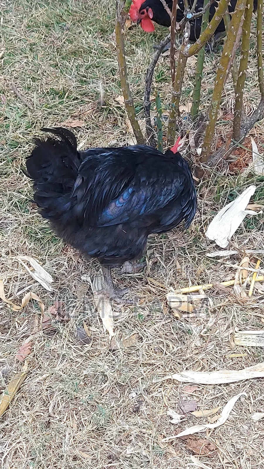 Point of Lay Mature Black Australop Chicken Cocks and Hens