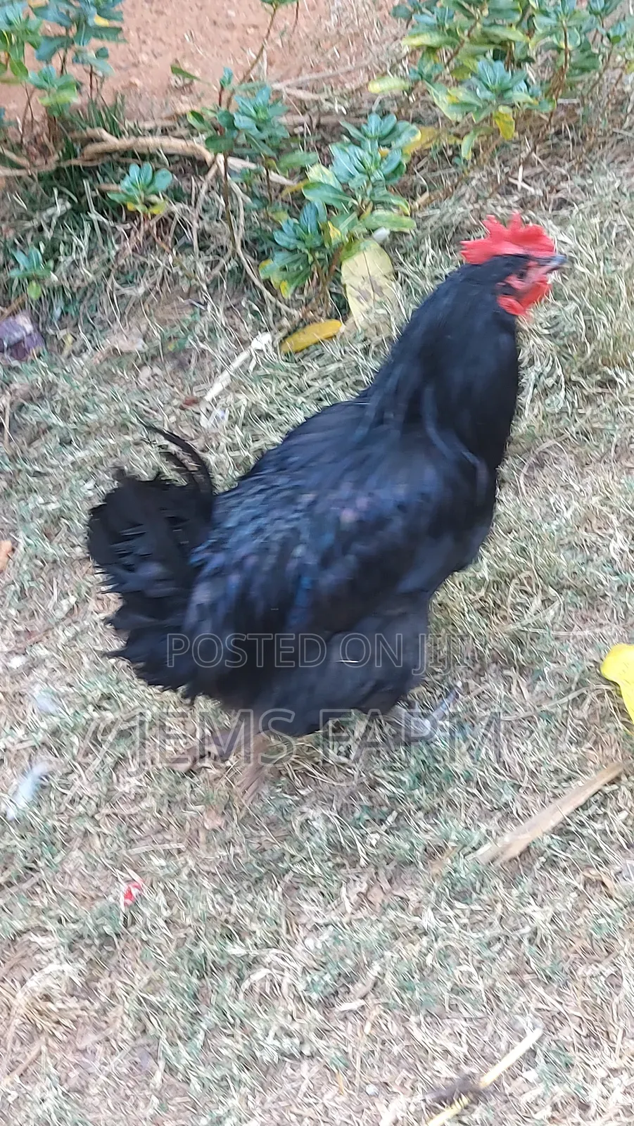 Point of Lay Mature Black Australop Chicken Cocks and Hens