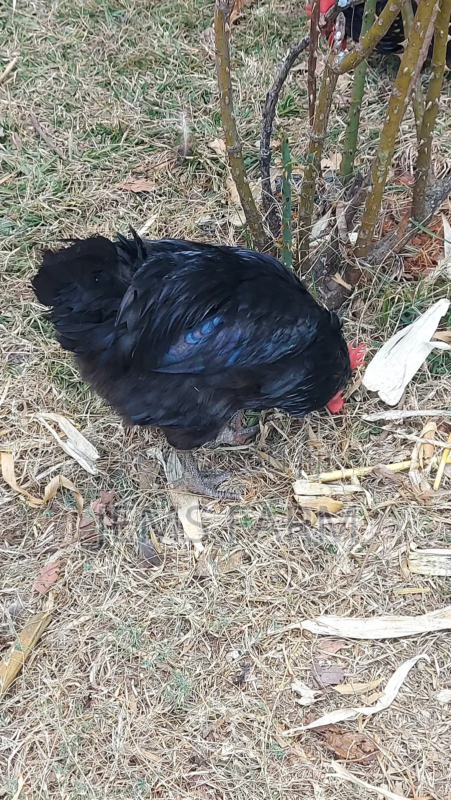 Point of Lay Mature Black Australop Chicken Cocks and Hens