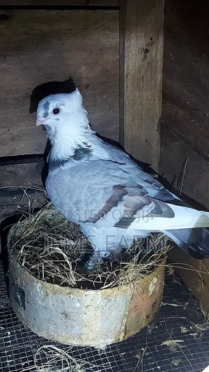 Mature Female Satinette Pegions