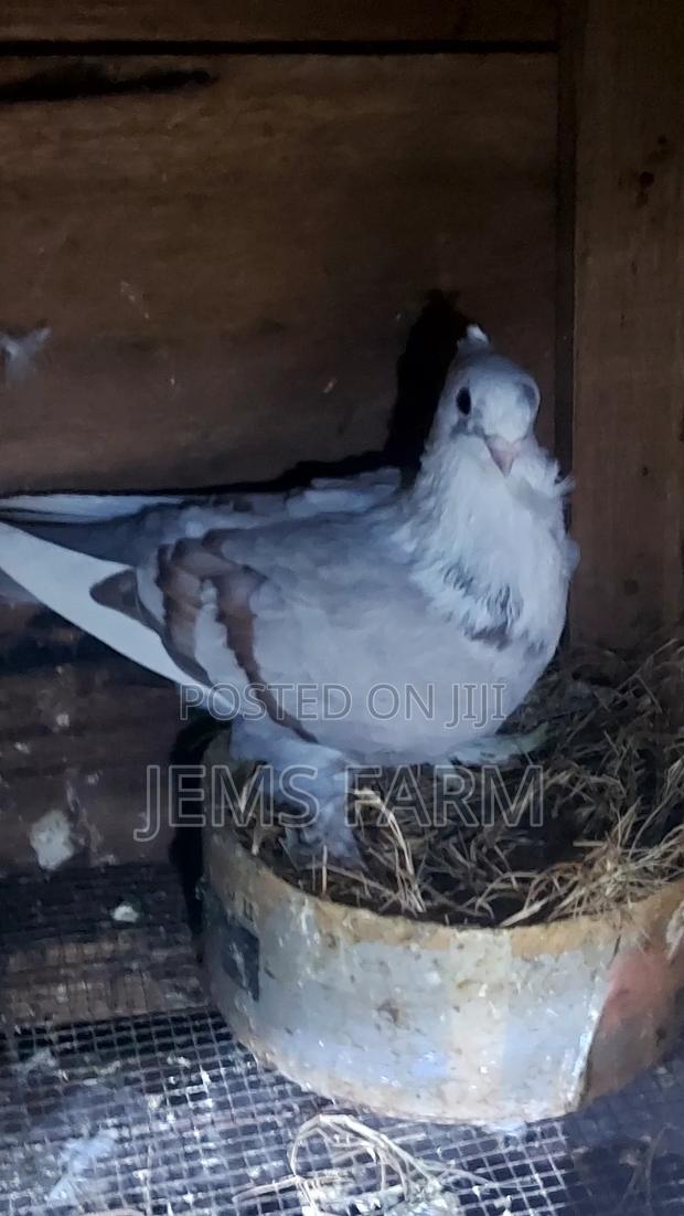 Mature Female Satinette Pegions - thumbnail 2