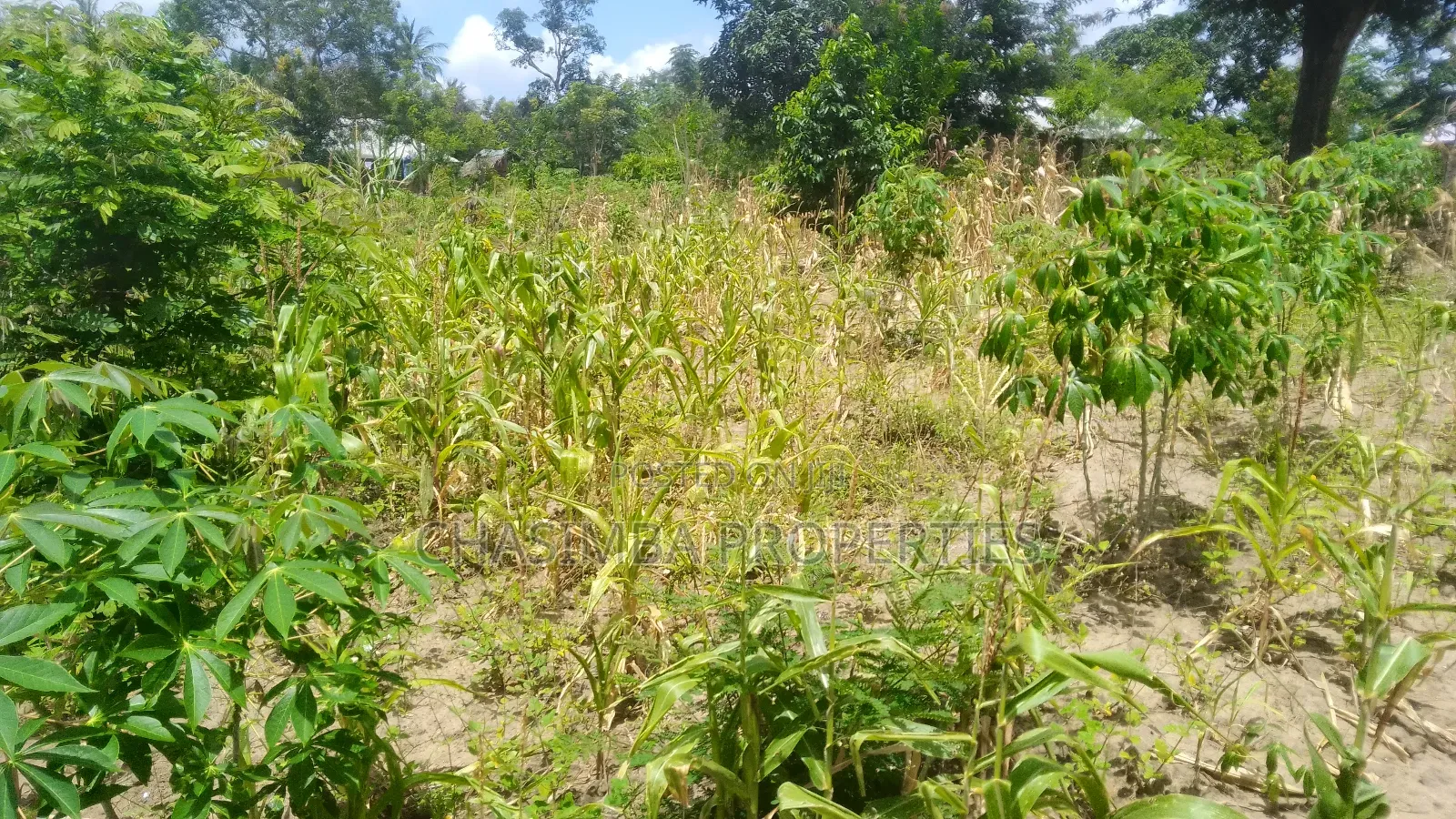 50/50 Feet Plot on Sale
