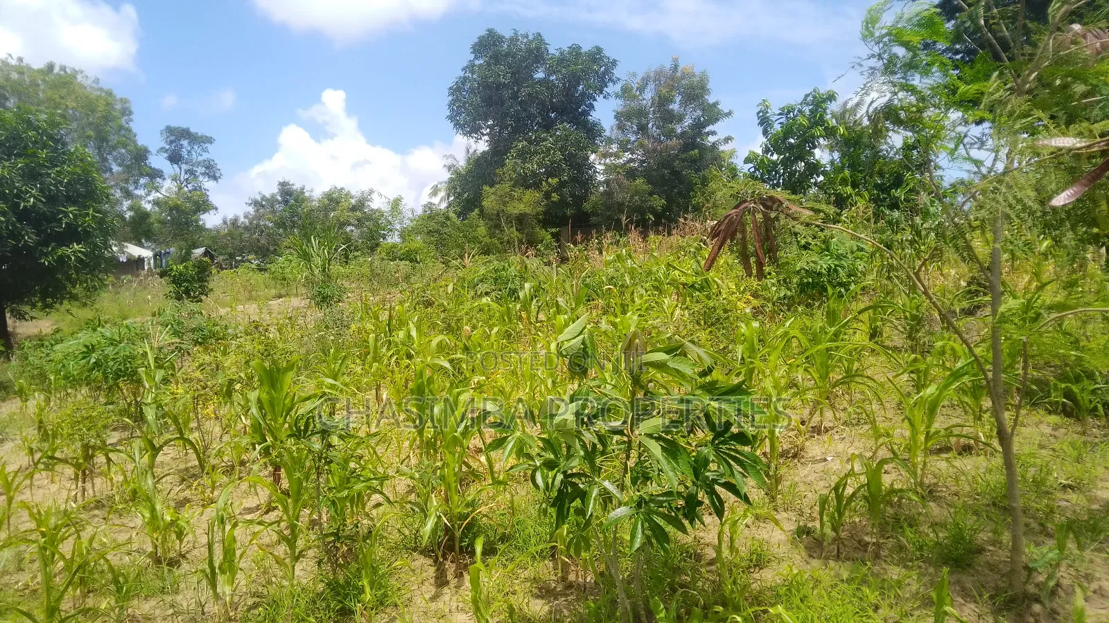 50/50 Feet Plot on Sale