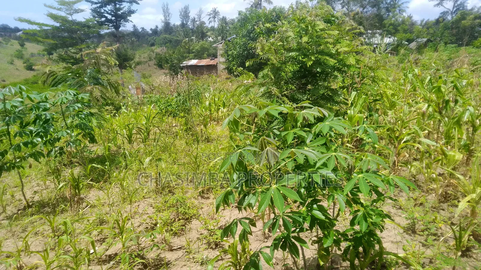50/50 Feet Plot on Sale