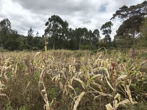 Half Acre Plot on Sale in Ngong, Along Maragara Road. Red Soil Land.