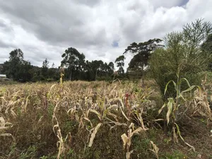 Half Acre Plot on Sale in Ngong, Along Maragara Road. Red Soil Land.