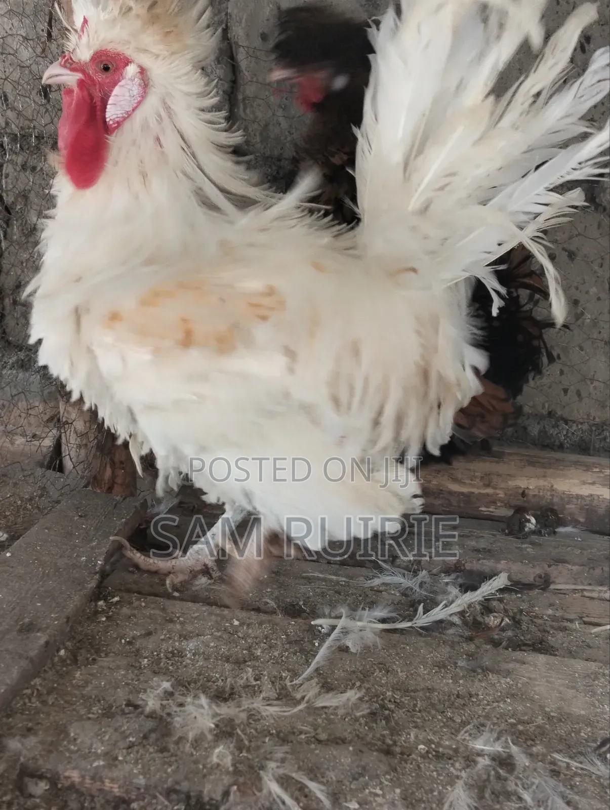 Frizzle Bantam for Sale