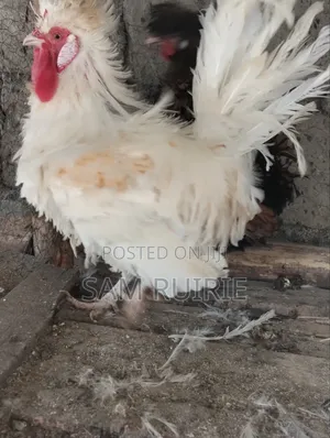 Frizzle Bantam for Sale