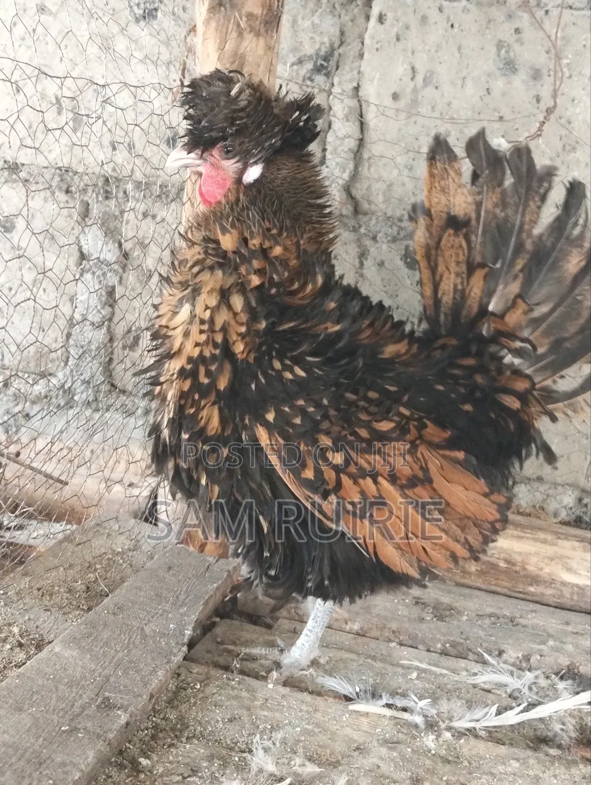 Frizzle Bantam for Sale